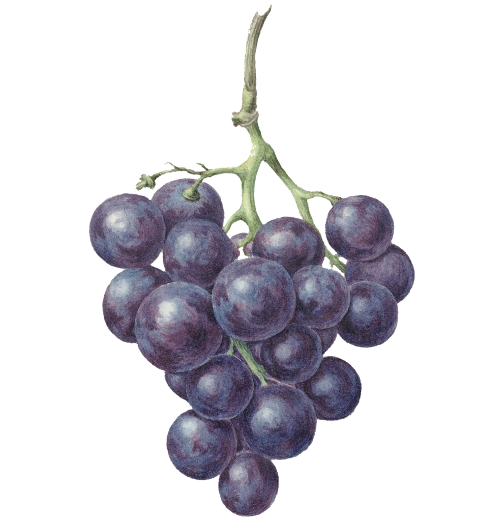 grape