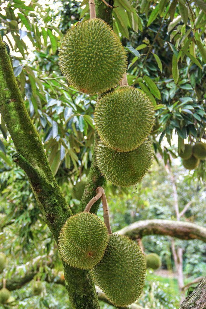 durian