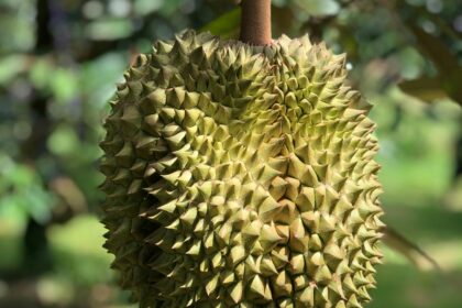 durian