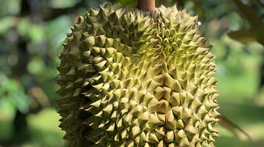 durian