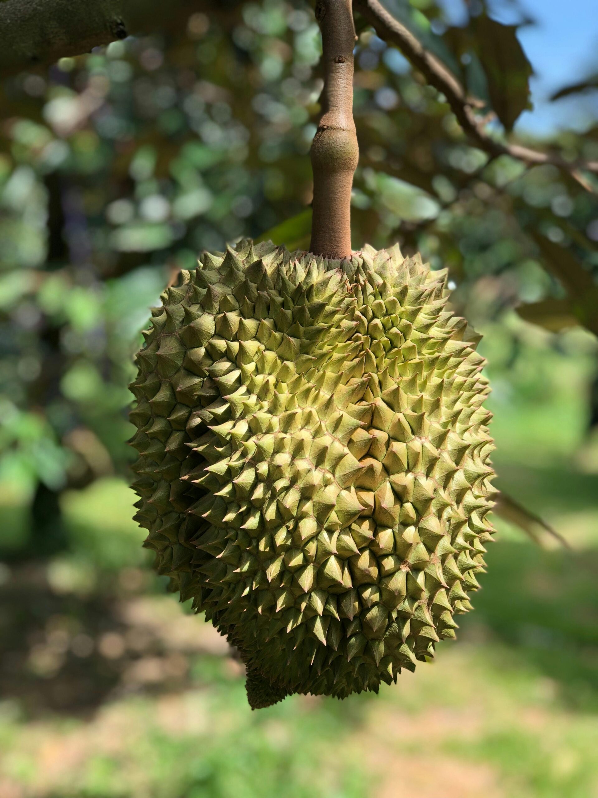 durian